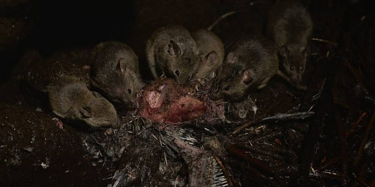 Los ratones gigantes no tienen piedad con las aves de esta isla