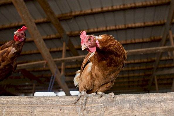 ! Rusia detecta primer caso de gripe aviar H5N8