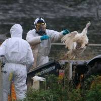 Rusia identifica el primer caso de gripe aviar H5N8 en un ser humano