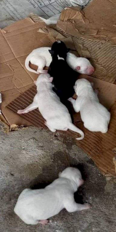Camada de perros, solo uno nació con malformaciones