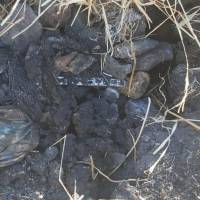 Localizan al menos seis cuerpos en fosa clandestina en Celaya