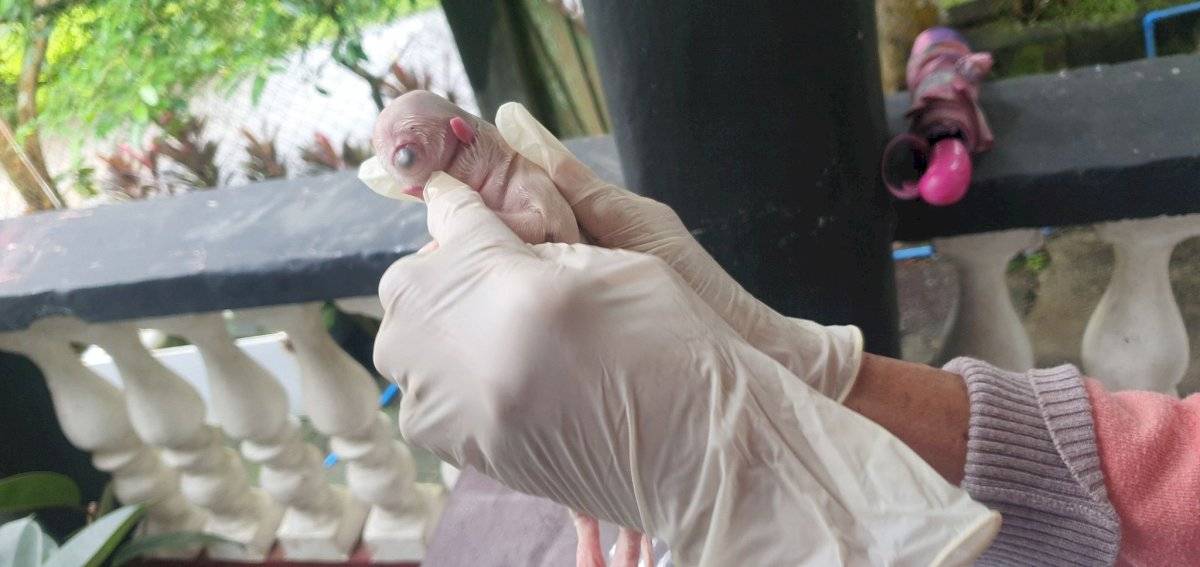 El extraño caso de un perro que nació con un ojo y dos lenguas