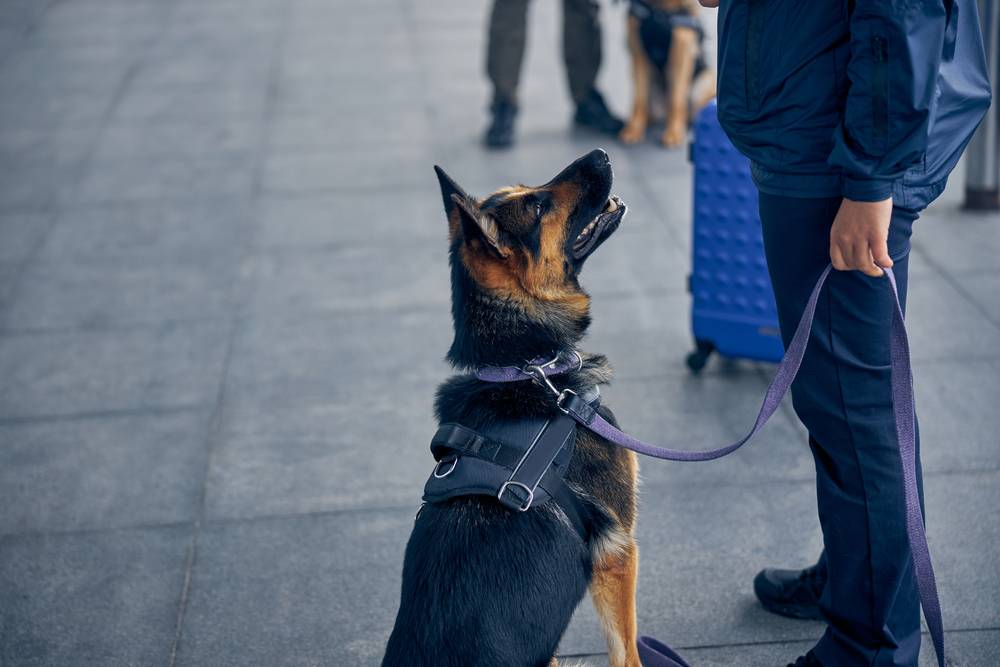Perro cocaína
