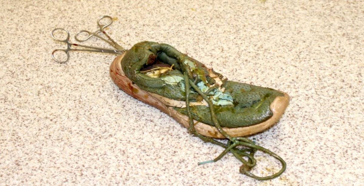 El zapato fue extraído con éxito del estómago del Cocodrilo