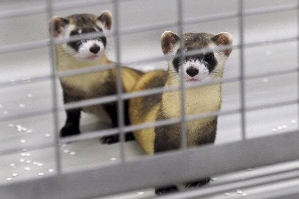 Logran clonar un hurón de patas negras
