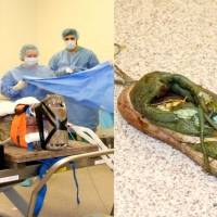 Operan a cocodrilo para sacarle un zapato del estómago