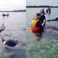 Rescatan voluntarios a ballenas varadas en playa de Nueva Zelanda