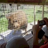 Supervivencia de animales silvestres en parques temáticos está en riesgo