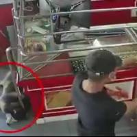 ¡Prefirió dormir! Ponen a prueba a perro guardián con robo simulado