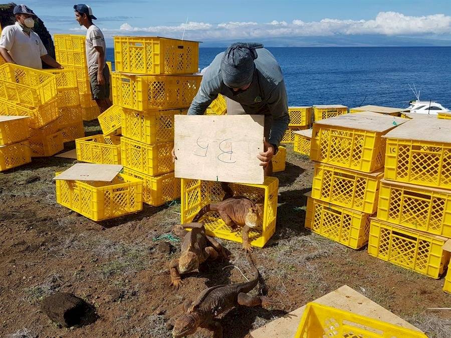Reintegran a cerca de 500 ejemplares de iguanas extintas en isla de Galápagos