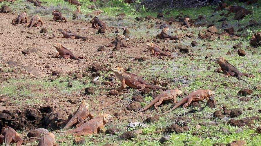 Reintegran a cerca de 500 ejemplares de iguanas extintas en isla de Galápagos