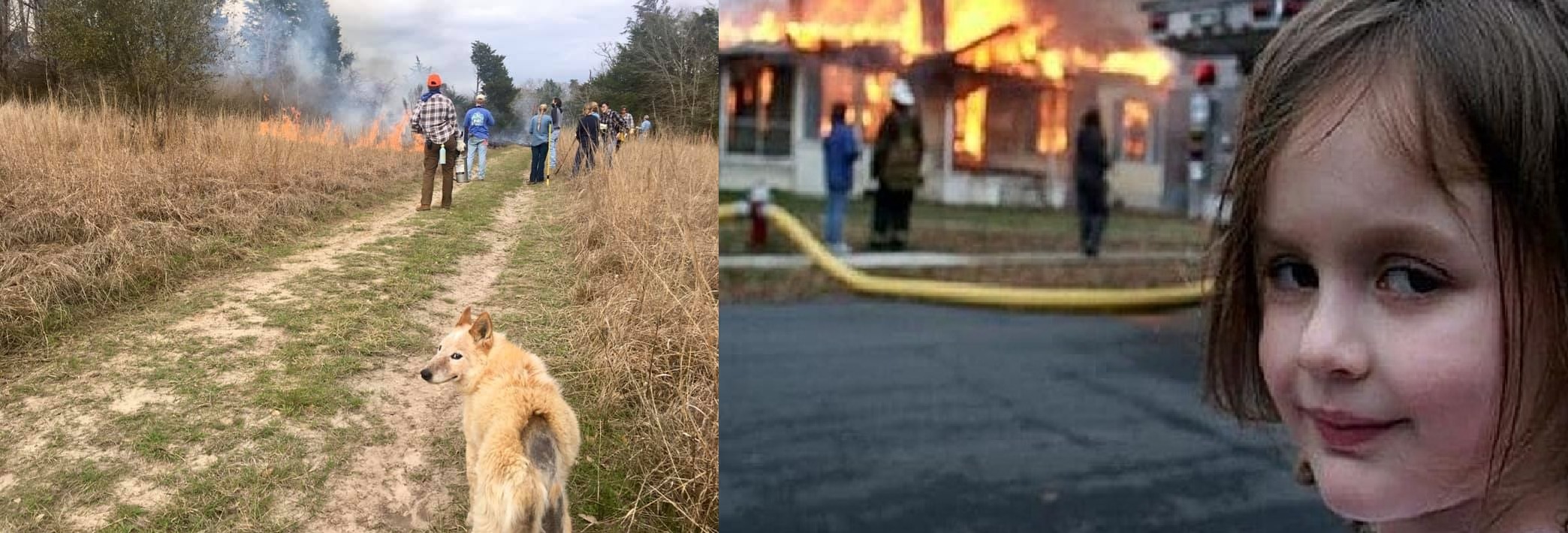 Cachorrinha recria icônico meme e internautas caem na risada; confira o resultado Cachorrinha recria icônico meme e internautas caem na risada; confira o resultado