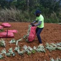 Hogar Crea promueve el trabajo en las fincas agrícolas