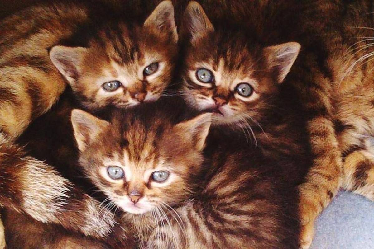 Alcaldesa de Miami-Dade: Se hizo todo por hallar mascotas entre escombros - Vimarsana News