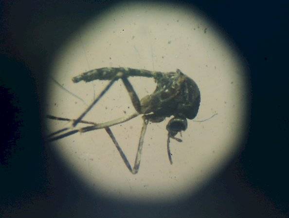 aedesaegypti1-bba0f3b25d8ae135bc1e2f6880b47479.jpg
