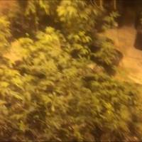 Arrestan a dos tras hallazgo de más de 860 plantas de marihuana en Isabela