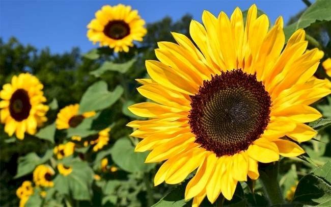 girasoles185f73e-1b4c0273db5517e0fd3de95e3f3ef547.jpg