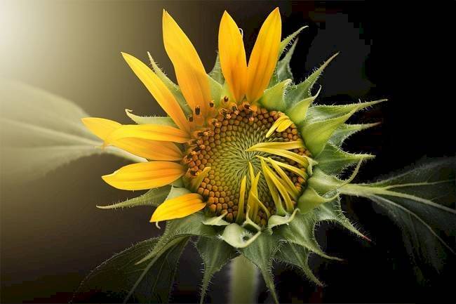girasol
