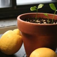 Cinco árboles frutales que puedes ver crecer dentro de la casa