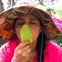 Siete plantas medicinales que debes tener en tu huerto casero