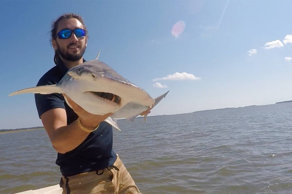 Los tiburones tienen un GPS natural, descubren científicos - Vimarsana News