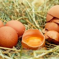 Dale un impulso y más vida a las plantas con las cáscaras de huevos