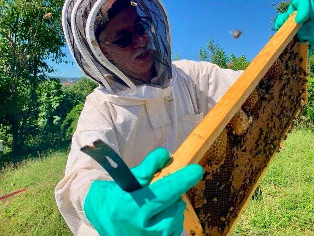 abejas