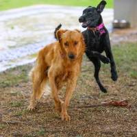 Municipio de San Juan firma acuerdo para control poblacional de animales en la Capital