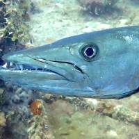 Este es el pez que alegadamente mordió a bañista en Cabo Rojo