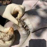 Muere manatí en Salinas tras impacto de embarcación