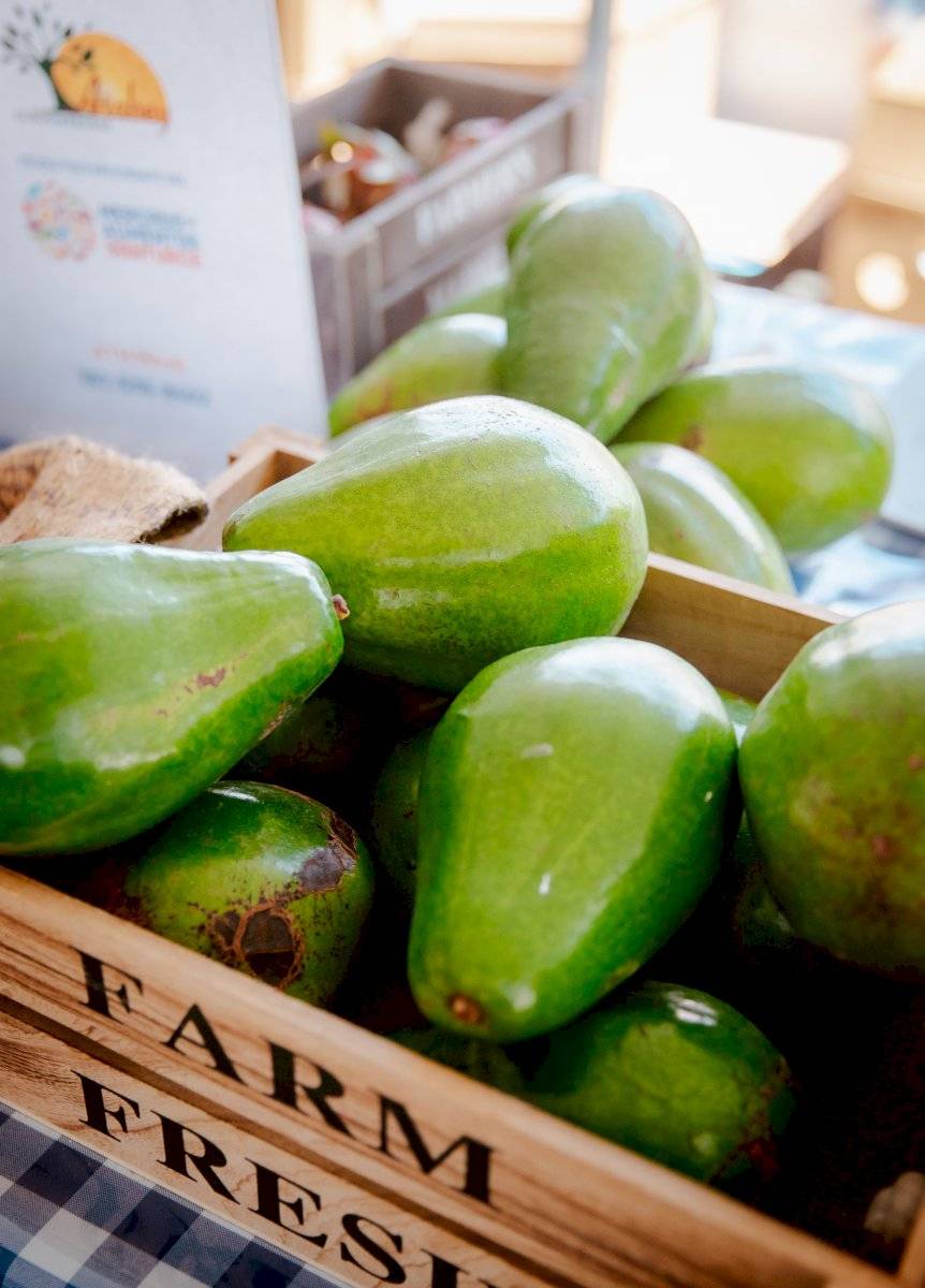 AGUACATES