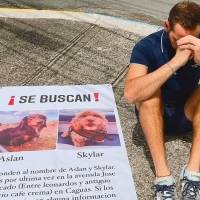 Hombre recupera sus perros tras pedir ayuda en las redes para encontrarlos