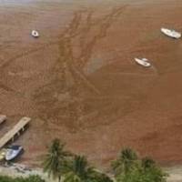 Denuncian gran cantidad de Sargazo en Fajardo