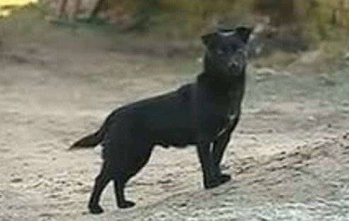 perroheroeok-10dc0bb763d59856688605e920d4165b.jpg