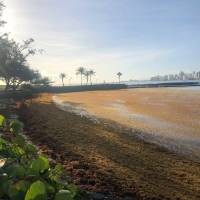 Buscan opciones para manejar el sargazo que llega a nuestras playas