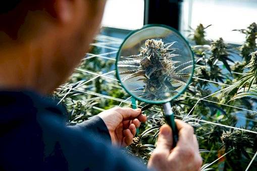 marihuana-c37eecbd80548026eb3a0585fa665b93.jpg