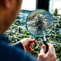 Despenalización de la marihuana podría enfrentar escollos en el Senado