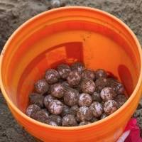 Condominio en Rincón asegura que salvaron a carey de una "jauría de perros"