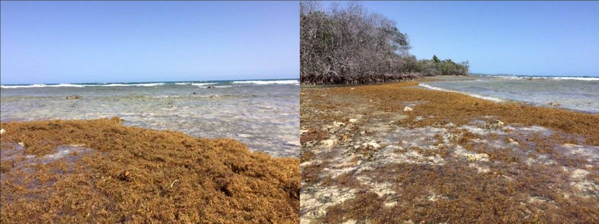 Sargazo en Cayo Enrique
