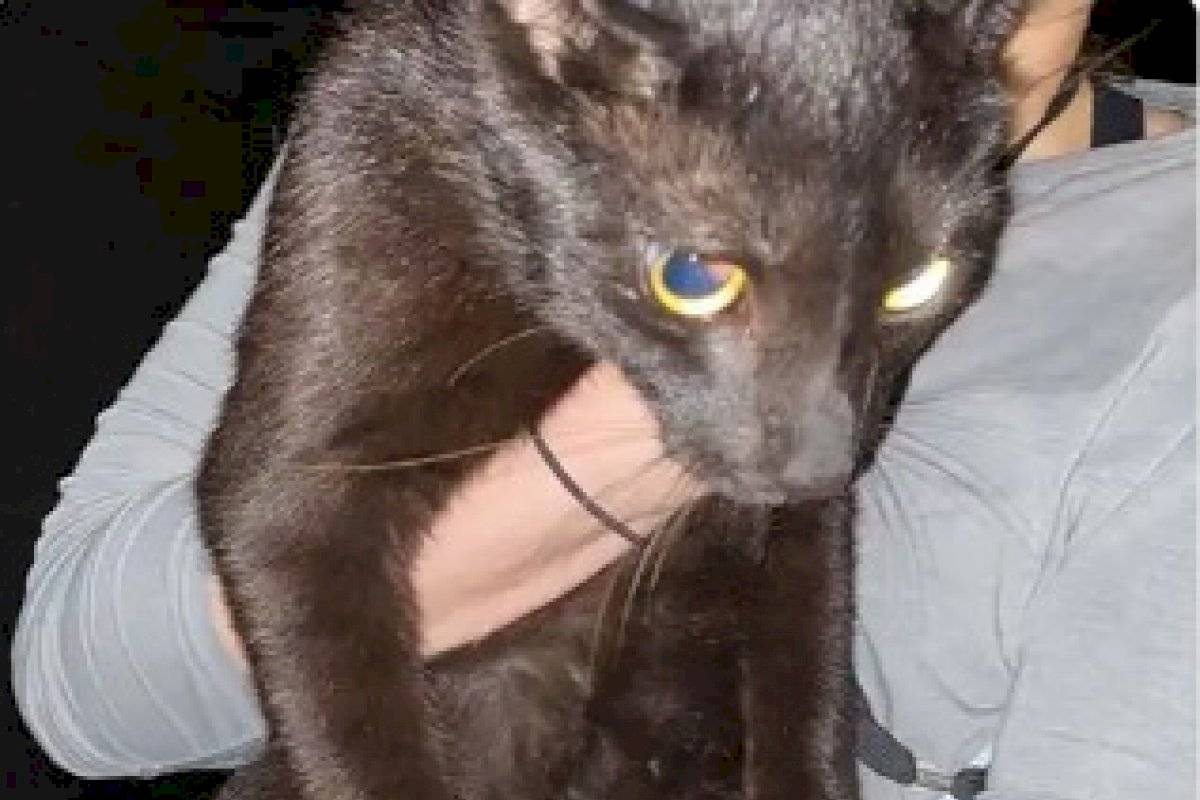 Hallan vivo a gato que estaba en edificio derrumbado en Miami - Vimarsana News