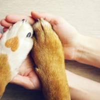 ¿Por qué las patitas de los perros huelen a queso?