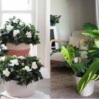 Plantas perfectas para darle un toque elegante a tu hogar