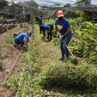 Empleados de PathStone realizan trabajo voluntario en finca de Humacao