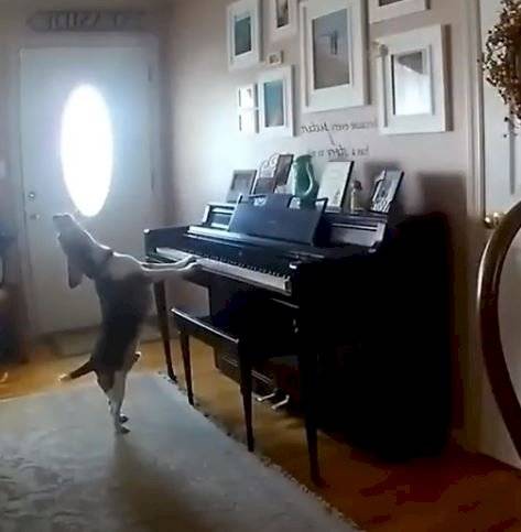 videodelperropia-8c4a67246b902368db0bd4c45fdaed55.jpg