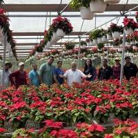 Aumenta la demanda y producción de pascuas para esta Navidad