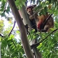 DRNA establece turnos de 24 horas para capturar mono de Santurce