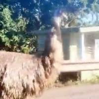 Captan a un emú caminando por un barrio de Moca