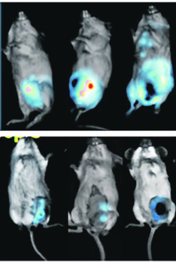 Investigación sobre metástasis + Ratones