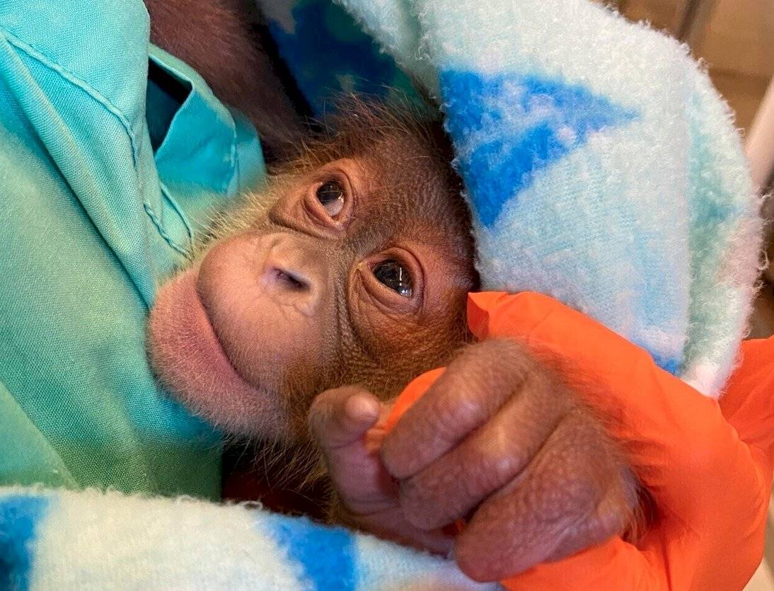 orangután