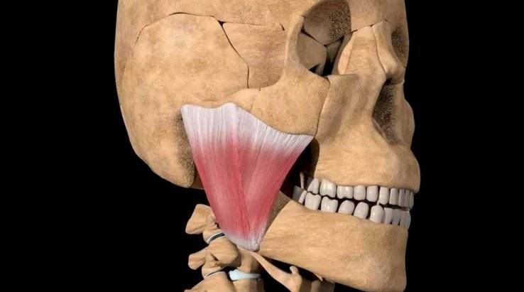 nueva parte del cuerpo